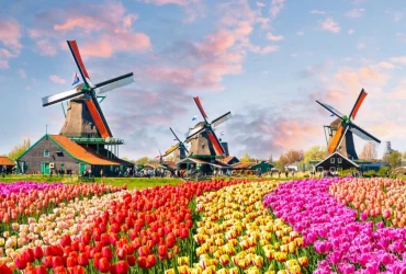 Cánh đồng hoa ở Hà Lan